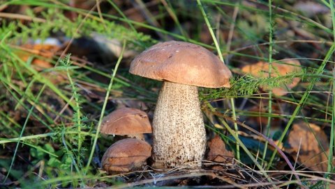 Обои трава, природа, лес, грибы, гриб, подберезовик, grass, nature, forest, mushrooms, mushroom, boletus разрешение 2400x1600 Загрузить