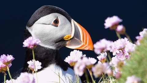 Обои цветы, птица, клюв, тупик, атлантический тупик, puffin, flowers, bird, beak, stalled, atlantic puffin разрешение 1920x1080 Загрузить