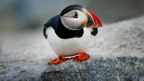 Обои камень, птица, клюв, тупик, атлантический тупик, puffin, stone, bird, beak, stalled, atlantic puffin разрешение 1920x1080 Загрузить