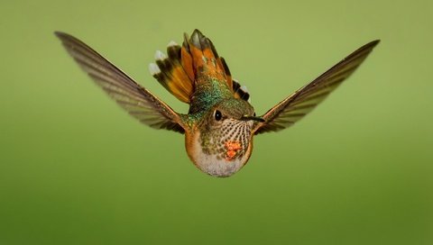 Обои полет, крылья, птица, колибри, охристый колибри, flight, wings, bird, hummingbird, buffy hummingbird разрешение 1920x1080 Загрузить