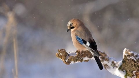 Обои снег, природа, птица, сойка, snow, nature, bird, jay разрешение 1920x1080 Загрузить