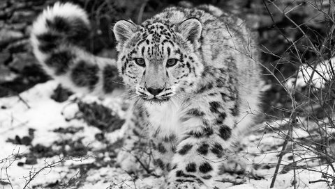 Обои снег, чёрно-белое, снежный барс, ирбис, snow, black and white, snow leopard, irbis разрешение 1920x1080 Загрузить