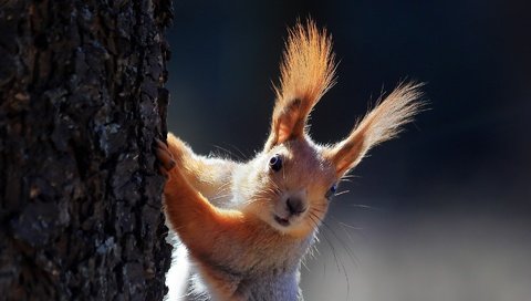 Обои ушки, животное, белка, зверек, белочка, грызун, ears, animal, protein, squirrel, rodent разрешение 1920x1080 Загрузить