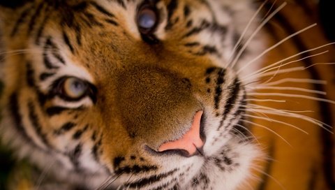 Обои тигр, морда, крупным планом, tiger, face, closeup разрешение 1920x1291 Загрузить
