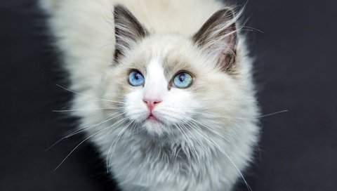 Обои кот, усы, шерсть, кошка, голубые глаза, лаза, cat, mustache, wool, blue eyes, laz разрешение 1920x1080 Загрузить