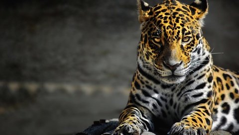 Обои морда, лапы, взгляд, леопард, большая кошка, ягуар, дикая природа, face, paws, look, leopard, big cat, jaguar, wildlife разрешение 1920x1080 Загрузить