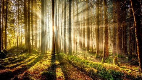 Обои деревья, лес, мох, солнечный свет, trees, forest, moss, sunlight разрешение 1920x1080 Загрузить
