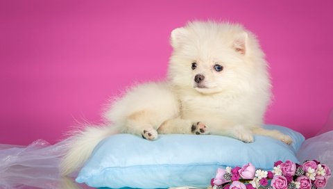 Обои цветы, белый, щенок, венок, подушка, шпиц, шпиц белый, flowers, white, puppy, wreath, pillow, spitz разрешение 3000x1815 Загрузить