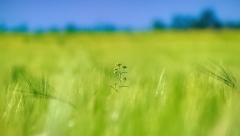 Обои цветок, поле, колосья, flower, field, ears разрешение 5184x3456 Загрузить