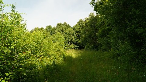 Обои трава, деревья, природа, лето, grass, trees, nature, summer разрешение 3840x2160 Загрузить