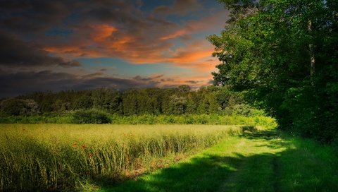 Обои небо, поле, свет, лето, трава, облака, деревья, природа, лес, закат, the sky, field, light, summer, grass, clouds, trees, nature, forest, sunset разрешение 3840x2160 Загрузить