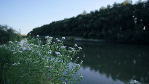 Обои цветы, река, природа, ромашки, flowers, river, nature, chamomile разрешение 6240x4160 Загрузить