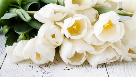 Обои букет, тюльпаны, белые, bouquet, tulips, white разрешение 5616x3744 Загрузить