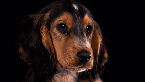 Обои портрет, взгляд, собака, щенок, мордашка, кокер-спаниель, portrait, look, dog, puppy, face, cocker spaniel разрешение 2048x1432 Загрузить