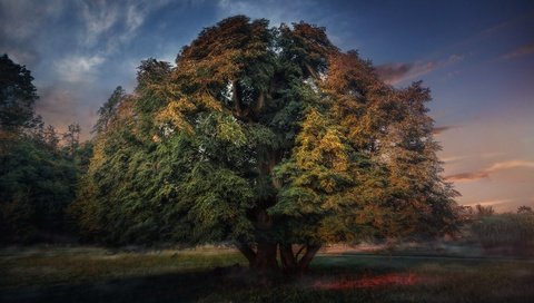 Обои природа, дерево, листва, осень, nature, tree, foliage, autumn разрешение 3840x2160 Загрузить