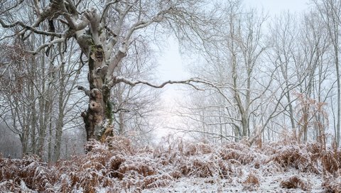 Обои деревья, природа, лес, зима, пейзаж, иней, trees, nature, forest, winter, landscape, frost разрешение 3840x2160 Загрузить