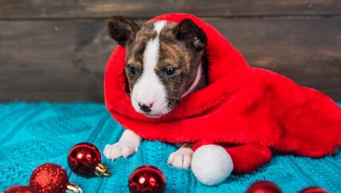 Обои щенок, мордашка, новогодние украшения, питбультерьер, питбуль, puppy, face, christmas decorations, pit bull terrier, pit bull разрешение 2000x1335 Загрузить