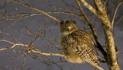 Обои япония, птица, japan, bird разрешение 4458x2508 Загрузить