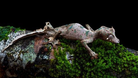 Обои ящерица, мох, черный фон, бревно, геккон, lizard, moss, black background, log, gecko разрешение 3840x2556 Загрузить