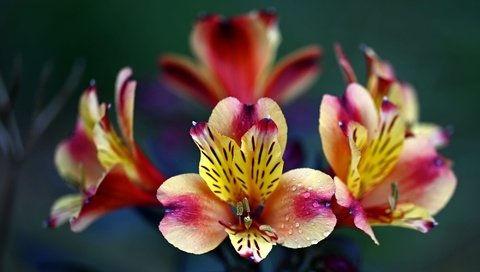 Обои цветы, капли, яркие, боке, альстромерия, flowers, drops, bright, bokeh, alstroemeria разрешение 2000x1198 Загрузить