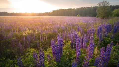 Обои цветы, люпины, лес, утро, туман, поле, рассвет, дымка, сиреневые, flowers, lupins, forest, morning, fog, field, dawn, haze, lilac разрешение 3840x2160 Загрузить