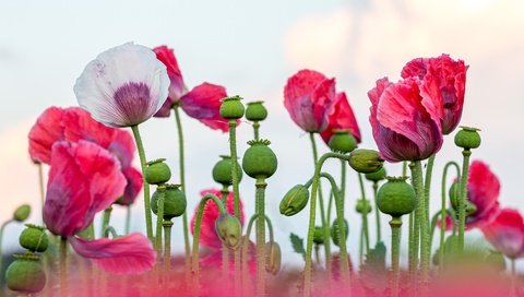 Обои цветы, маки, розовые, светлый фон, маковое поле, flowers, maki, pink, light background, poppy field разрешение 5760x3840 Загрузить