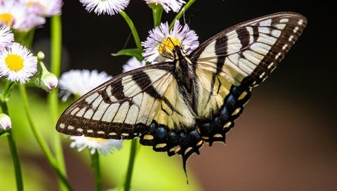 Обои цветы, природа, макро, насекомое, бабочка, темный фон, боке, махаон, flowers, nature, macro, insect, butterfly, the dark background, bokeh, swallowtail разрешение 3500x2333 Загрузить