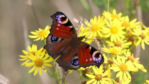 Обои цветы, природа, макро, насекомое, бабочка, желтые, боке, flowers, nature, macro, insect, butterfly, yellow, bokeh разрешение 3840x2160 Загрузить