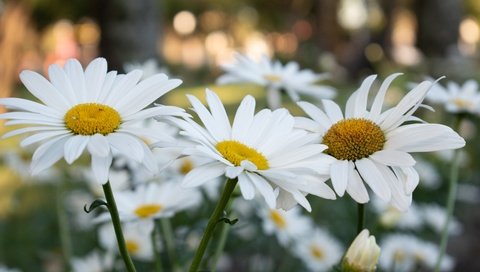 Обои цветы, ромашки, белые, клумба, боке, flowers, chamomile, white, flowerbed, bokeh разрешение 3600x2400 Загрузить