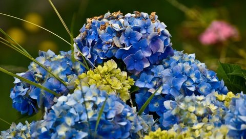 Обои цветы, синие, гортензия, flowers, blue, hydrangea разрешение 3840x2560 Загрузить