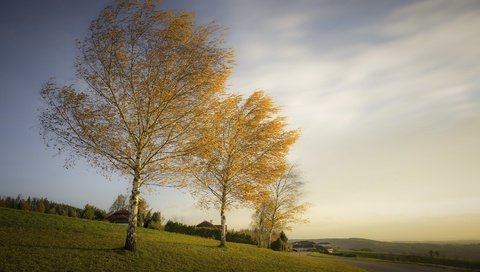 Обои деревья, березы, осень, trees, birch, autumn разрешение 3051x1704 Загрузить