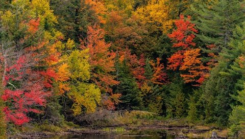 Обои деревья, лес, парк, осень, пруд, канада, онтарио, algonquin, algonquin park, trees, forest, park, autumn, pond, canada, ontario разрешение 2048x1365 Загрузить