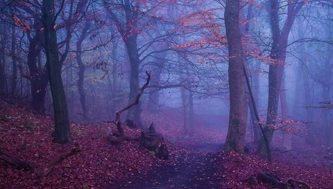 Обои деревья, лес, туман, осень, тропинка, trees, forest, fog, autumn, path разрешение 2500x1300 Загрузить