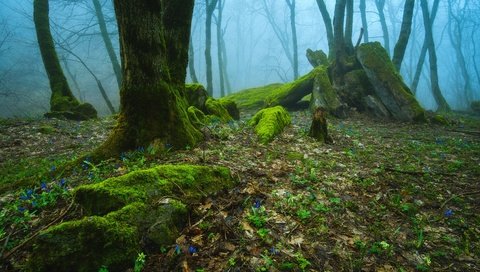 Обои деревья, природа, лес, туман, россия, trees, nature, forest, fog, russia разрешение 2475x1650 Загрузить