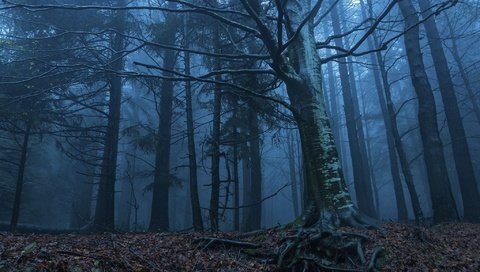 Обои деревья, природа, лес, утро, туман, корни, сумерки, trees, nature, forest, morning, fog, roots, twilight разрешение 2048x1360 Загрузить