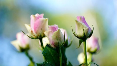 Обои фон, капли, розы, букет, нежные, боке, background, drops, roses, bouquet, gentle, bokeh разрешение 4000x2669 Загрузить