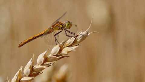 Обои фон, лето, стрекоза, колосок, background, summer, dragonfly, spike разрешение 4105x2737 Загрузить