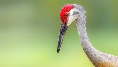 Обои фон, птица, sandhill crane, background, bird разрешение 2000x1333 Загрузить