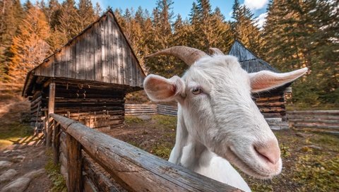 Обои фон, забор, козел, background, the fence, goat разрешение 1977x1325 Загрузить