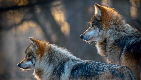 Обои хищники, волки, боке, predators, wolves, bokeh разрешение 2048x1280 Загрузить