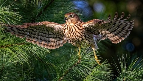 Обои хвоя, ветки, птица, сокол, боке, размах крыльев, needles, branches, bird, falcon, bokeh, wingspan разрешение 2000x1125 Загрузить