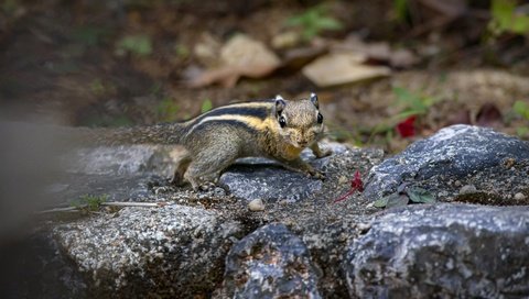 Обои камни, мордочка, взгляд, бурундук, stones, muzzle, look, chipmunk разрешение 3840x2300 Загрузить