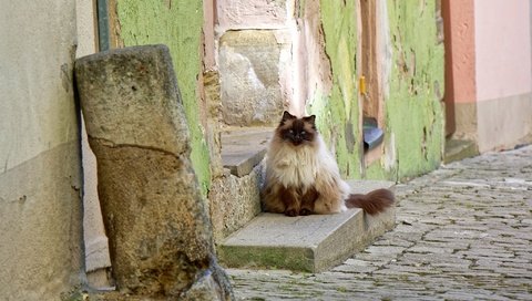 Обои кошка, улица, дом, cat, street, house разрешение 2048x1365 Загрузить