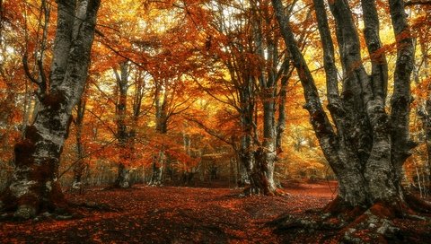 Обои лес, парк, листва, осень, краски осени, осенние листья, золотая осень, forest, park, foliage, autumn, the colors of autumn, autumn leaves, golden autumn разрешение 3840x2160 Загрузить