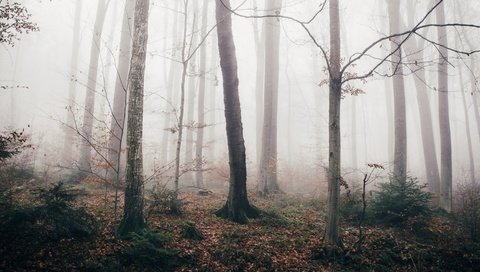 Обои лес, туман, осень, forest, fog, autumn разрешение 3840x2160 Загрузить