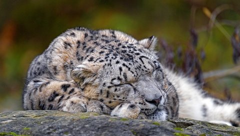 Обои морда, природа, сон, лежит, спит, снежный барс, ирбис, face, nature, sleep, lies, sleeping, snow leopard, irbis разрешение 3840x2560 Загрузить
