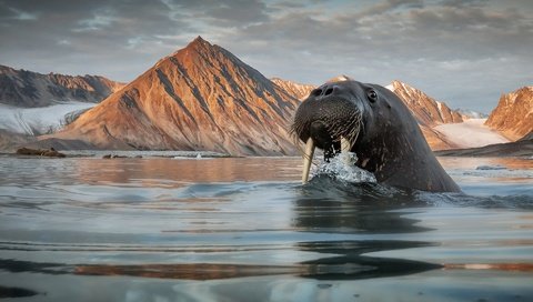 Обои морда, вода, горы, водоем, купание, плавание, морж, face, water, mountains, pond, bathing, swimming, walrus разрешение 1920x1280 Загрузить