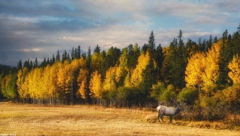 Обои небо, осень, облака, птицы, деревья, краски осени, природа, лес, олень, пейзаж, поле, the sky, autumn, clouds, birds, trees, the colors of autumn, nature, forest, deer, landscape, field разрешение 6048x3402 Загрузить