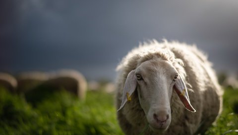 Обои овца, sheep разрешение 6955x4642 Загрузить