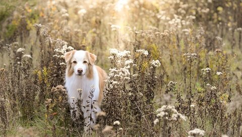 Обои поле, осень, собака, field, autumn, dog разрешение 5120x3373 Загрузить